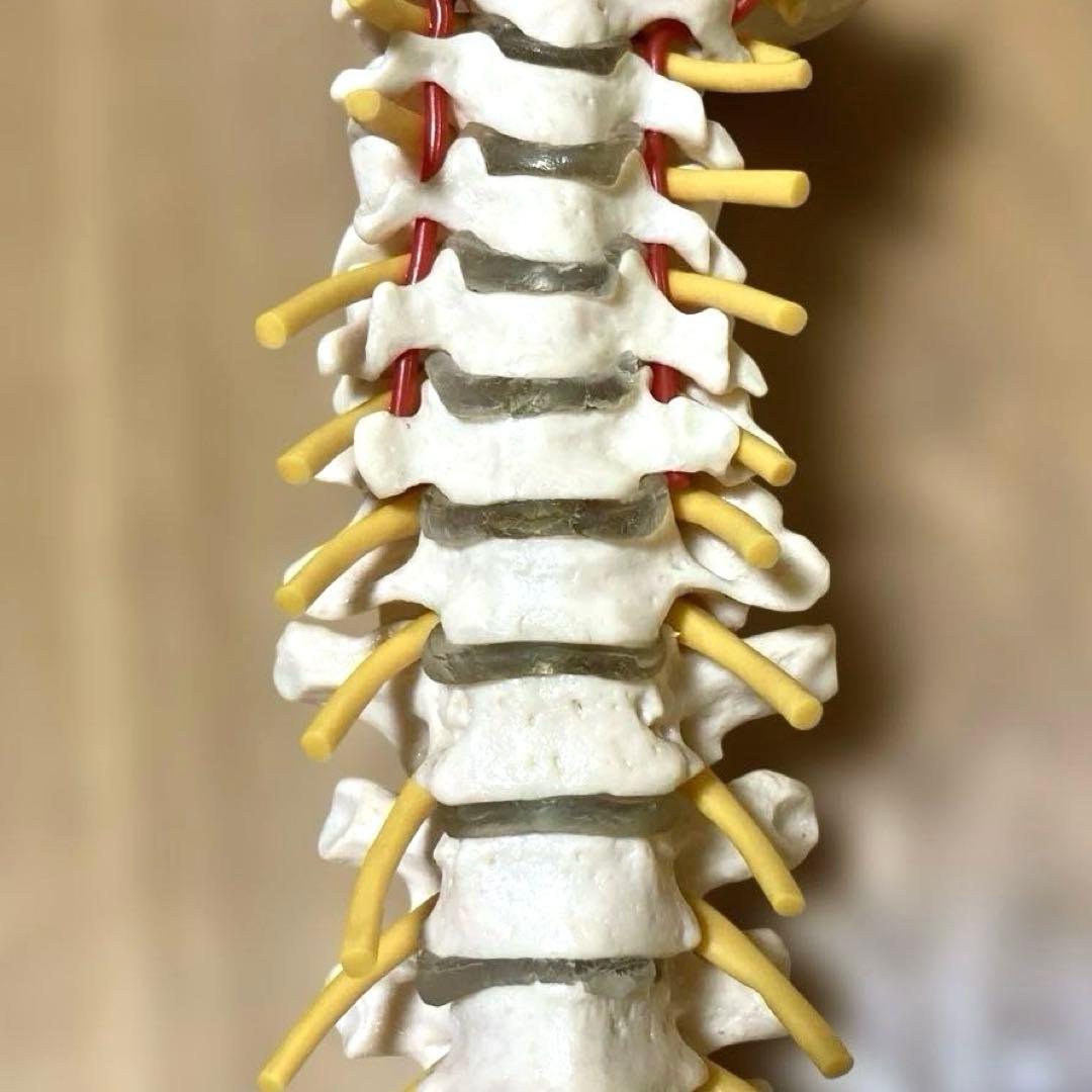 ドイツソムソ社製の脊椎（脊柱）骨格模型　日本カイロプラクティック連合会推奨