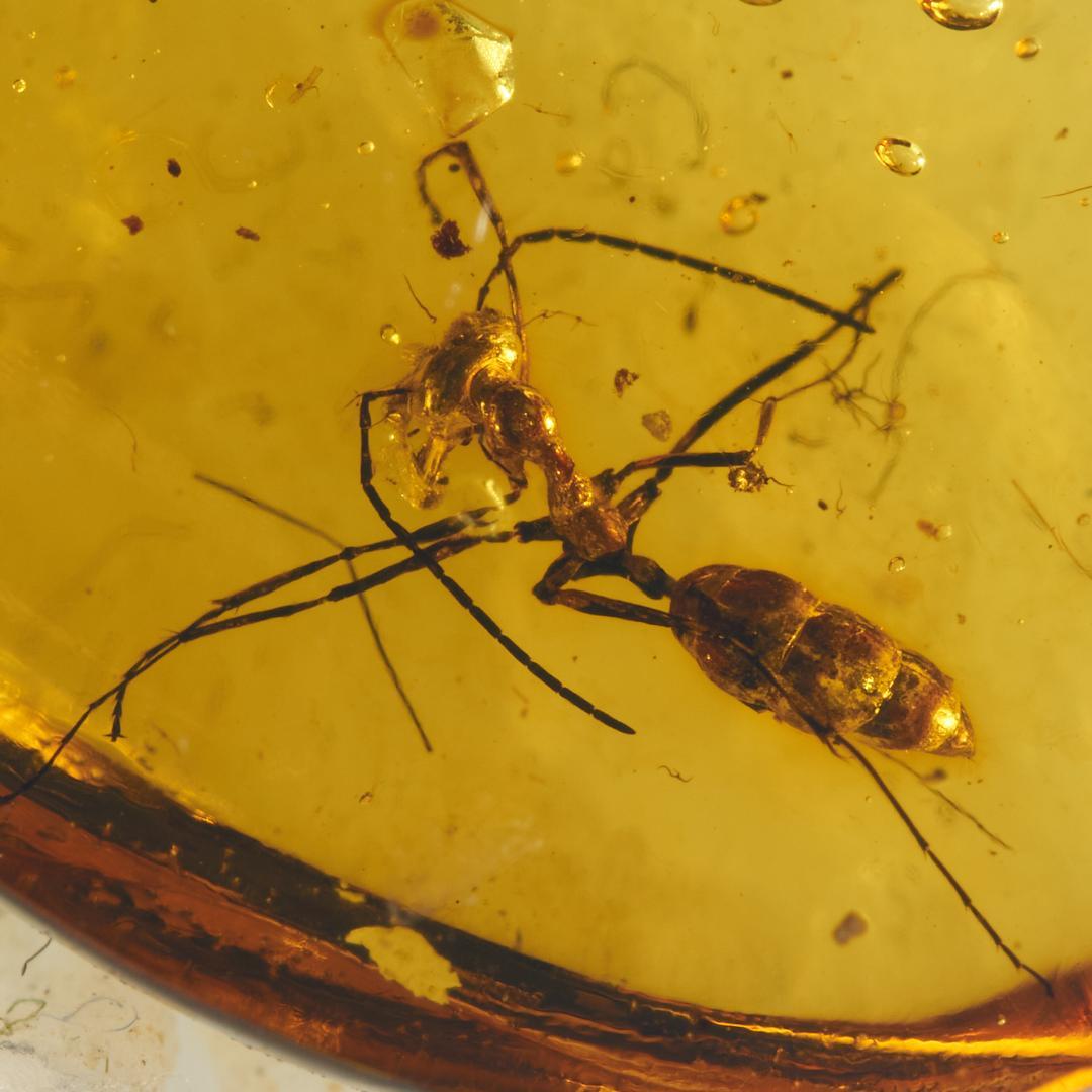 レア極上品 PA0022 虫入り琥珀化石ミャンマーカムティかタナイ9900万年前 レア極上品 PA120虫入り琥珀化石 ミャンマーカムティかタナイ9900万年