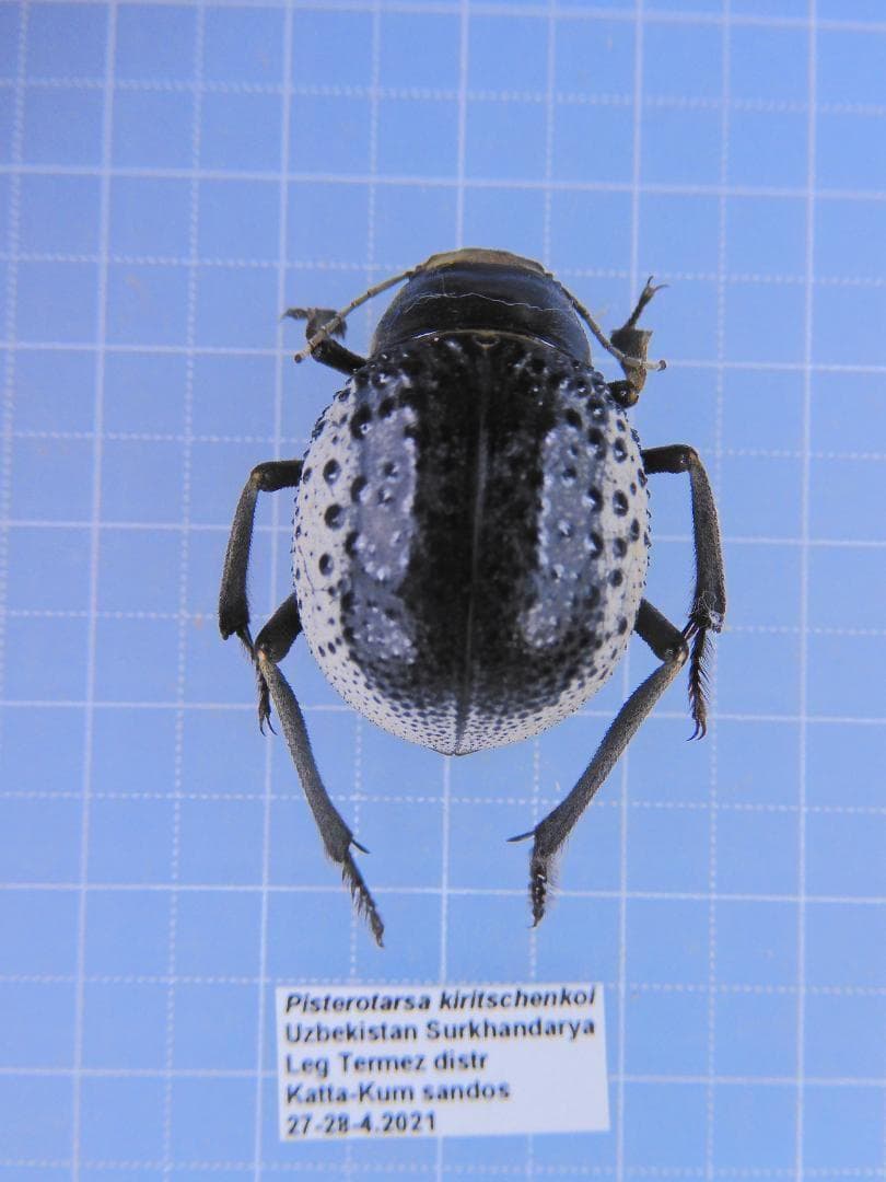 ウズベキスタン産　ゴミムシダマシ　26mm ウズベキスタン産 ゴミムシダマシ 26mm