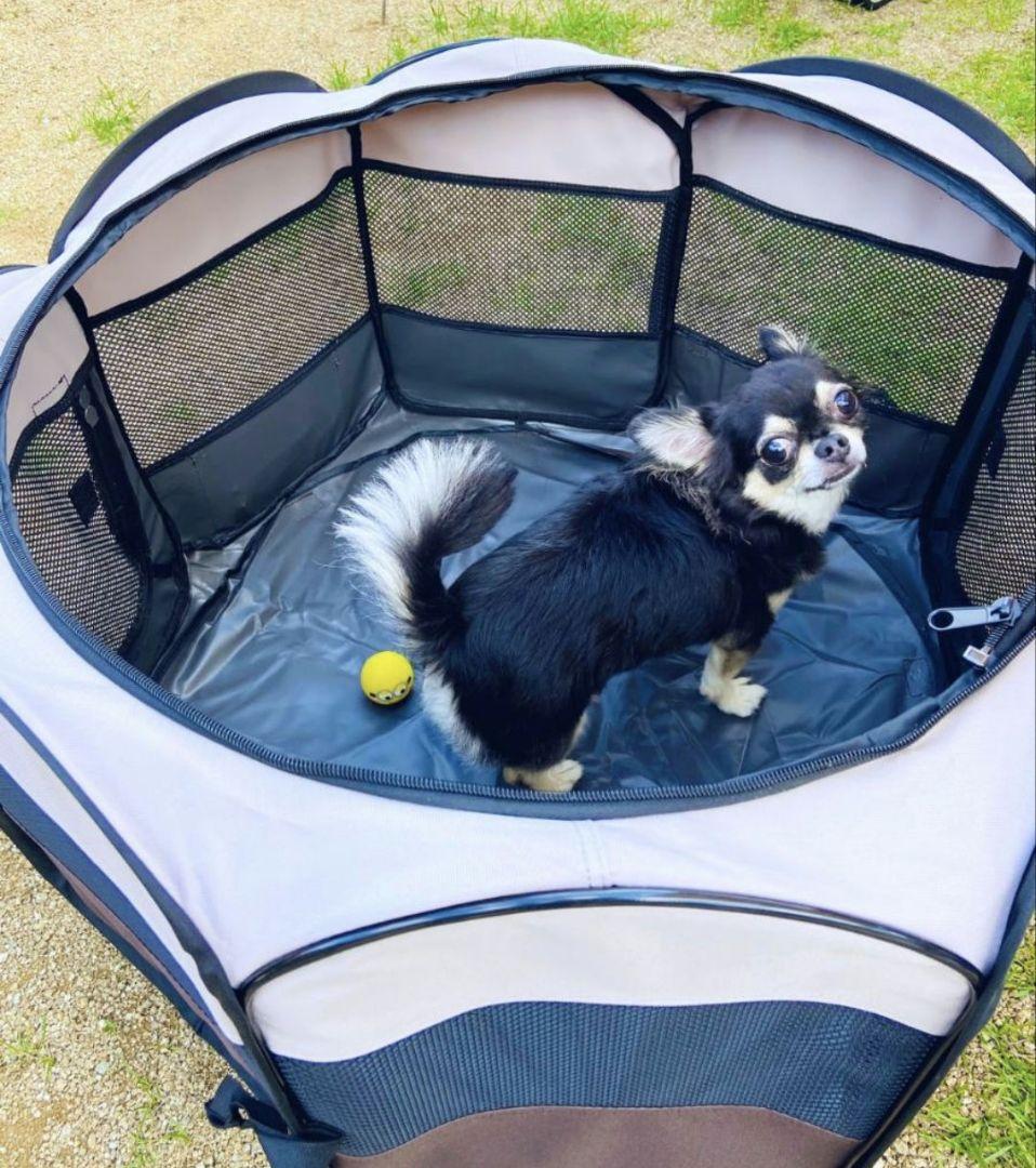 立田様専用ページ️ チワワ ブラックタン 等身大 ぬいぐるみ