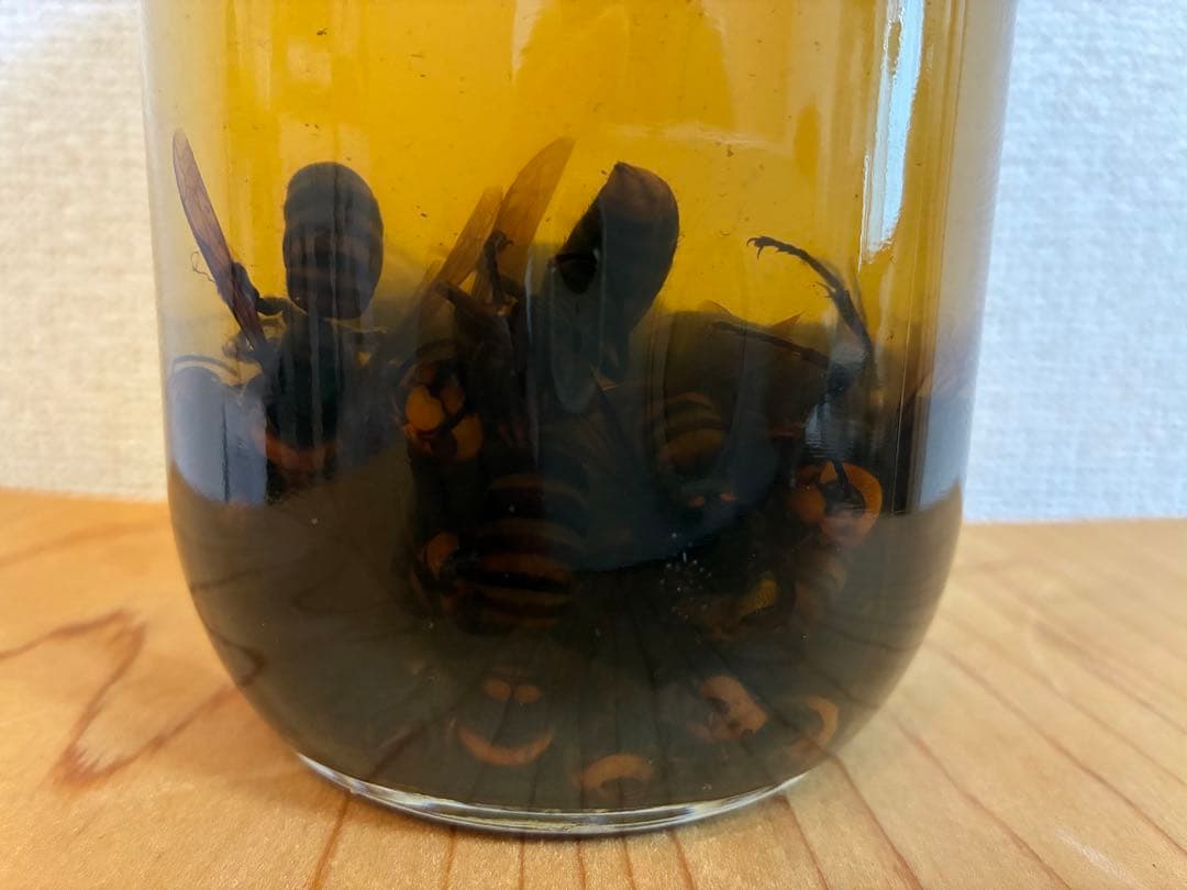 35年熟成 蜂酒 オオスズメバチ酒