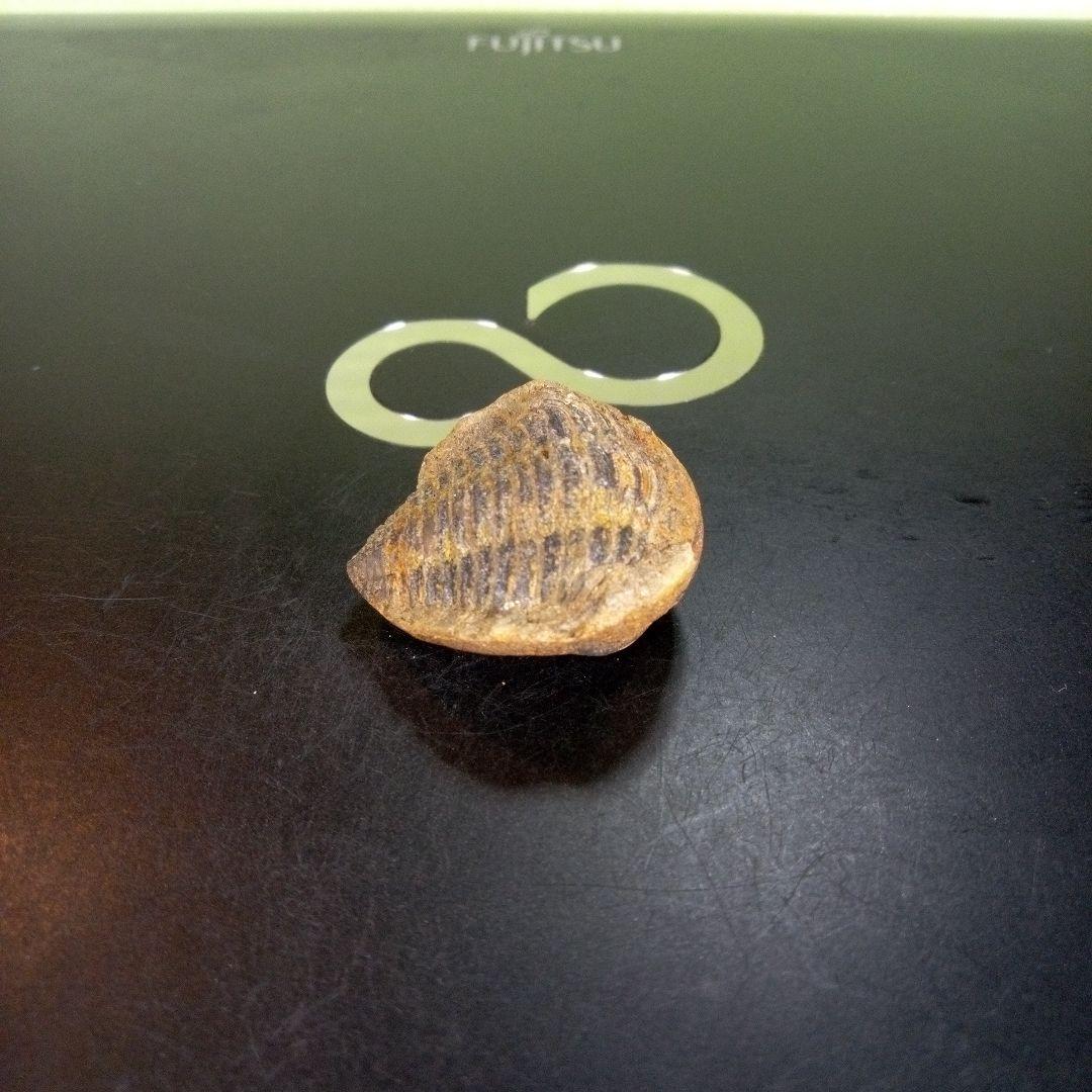 三葉虫 化石 fossil ボリビア産 trilobite 南アメリカ化石郡④