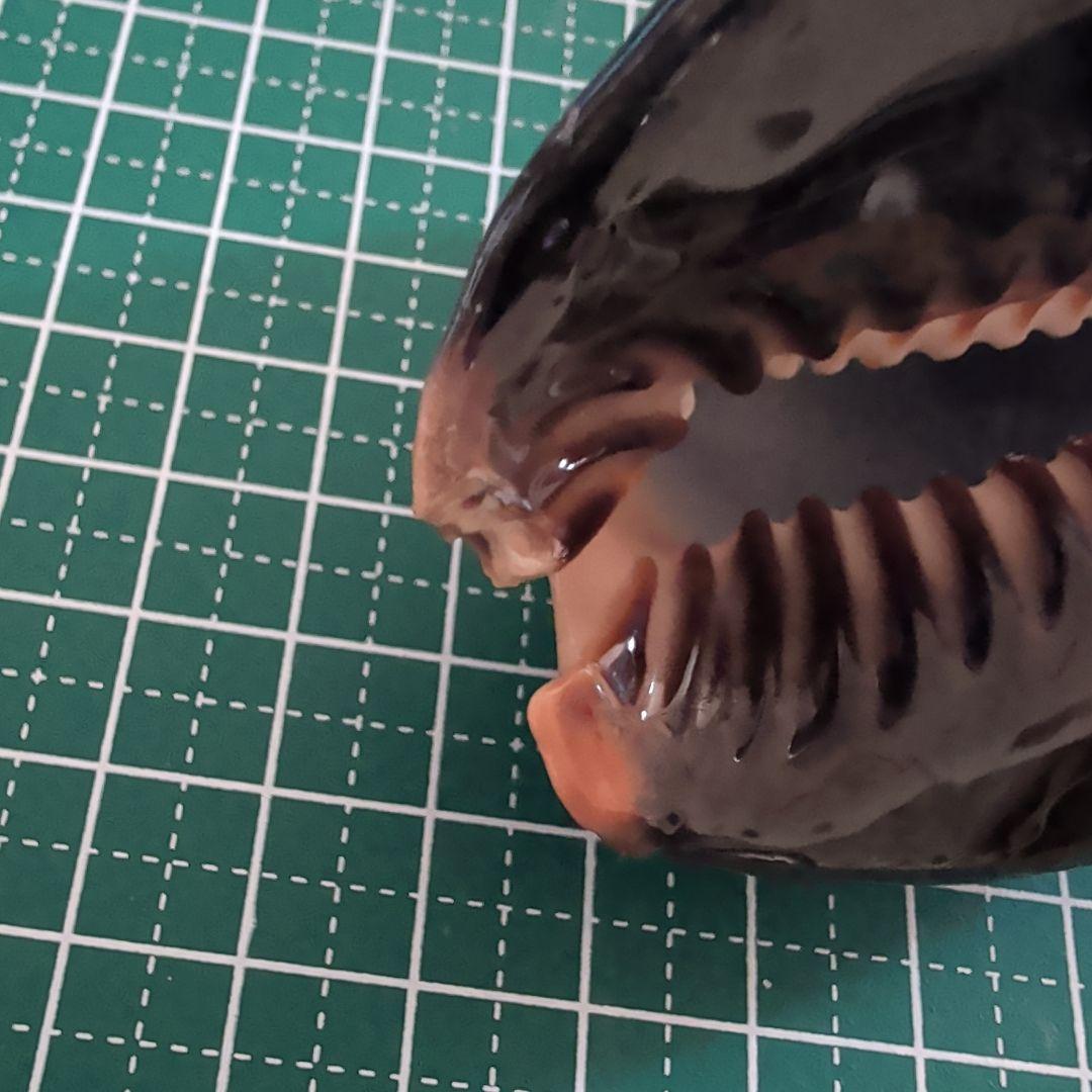 ハチジョウダカラ 7