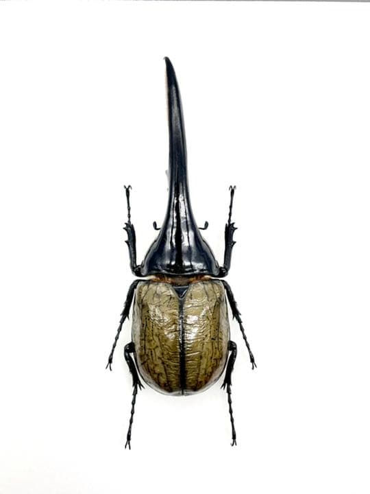 大型】ヘラクレスオオカブト（ヘラクレス）のオブジェ（標本）