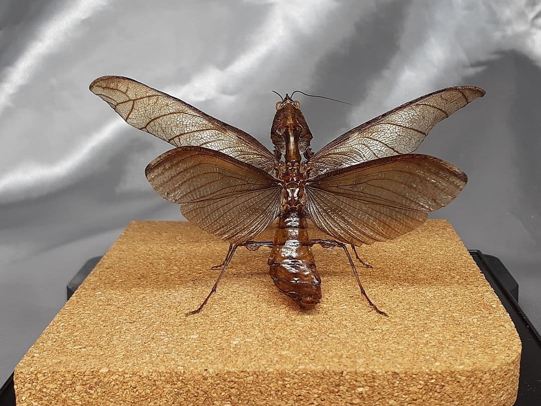 マオウカレハカマキリ雄 立体標本 魔王枯葉
