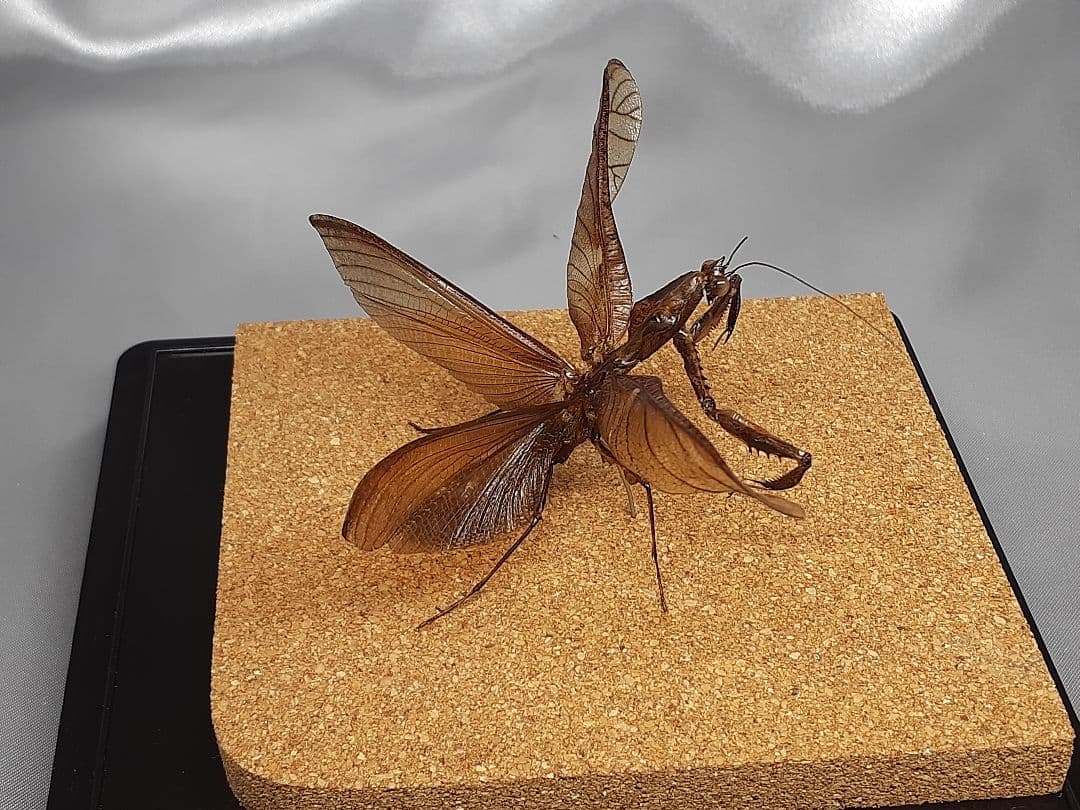 マオウカレハカマキリ雄　立体標本　魔王枯葉