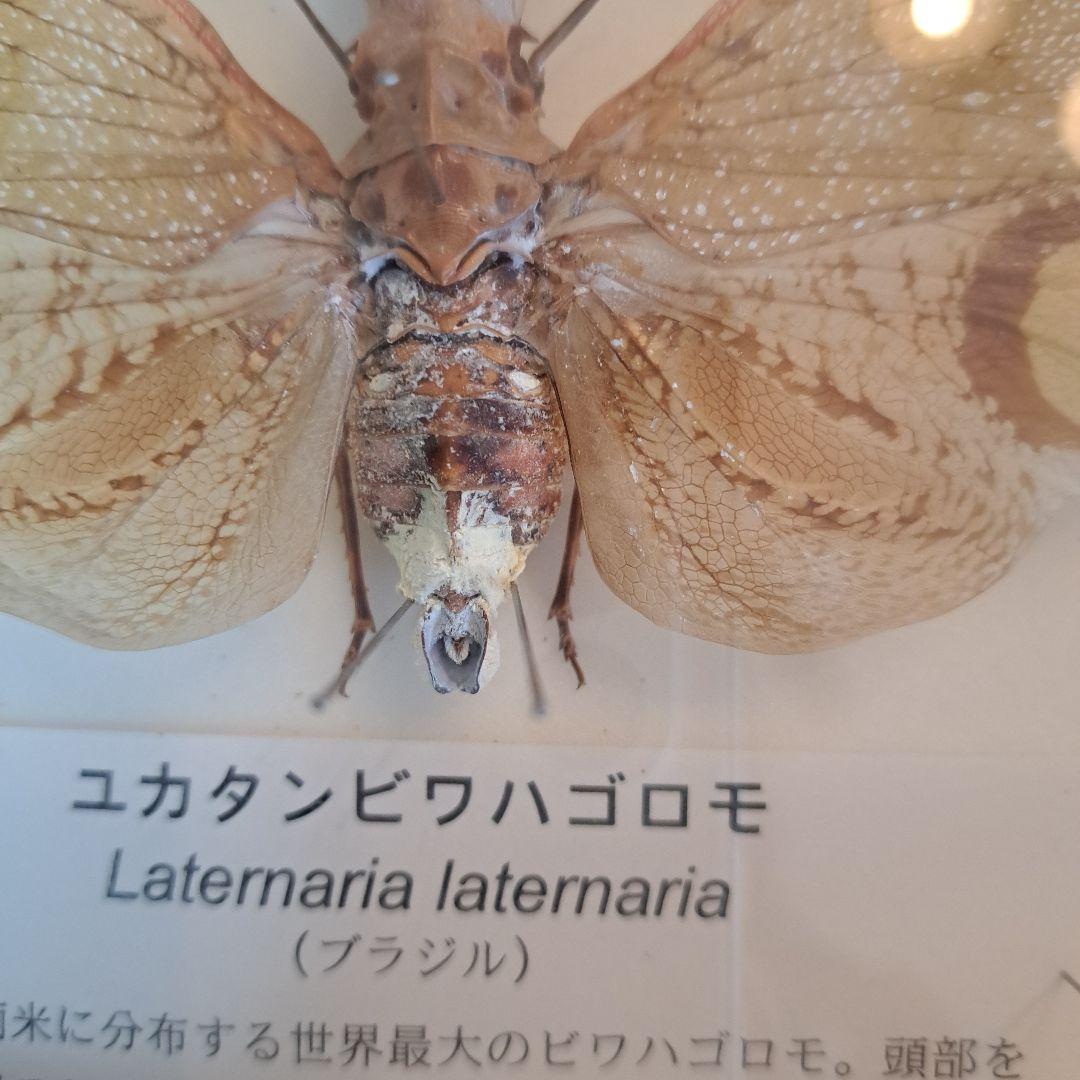 ユカタンビワハゴロモ 標本 - メルカリ