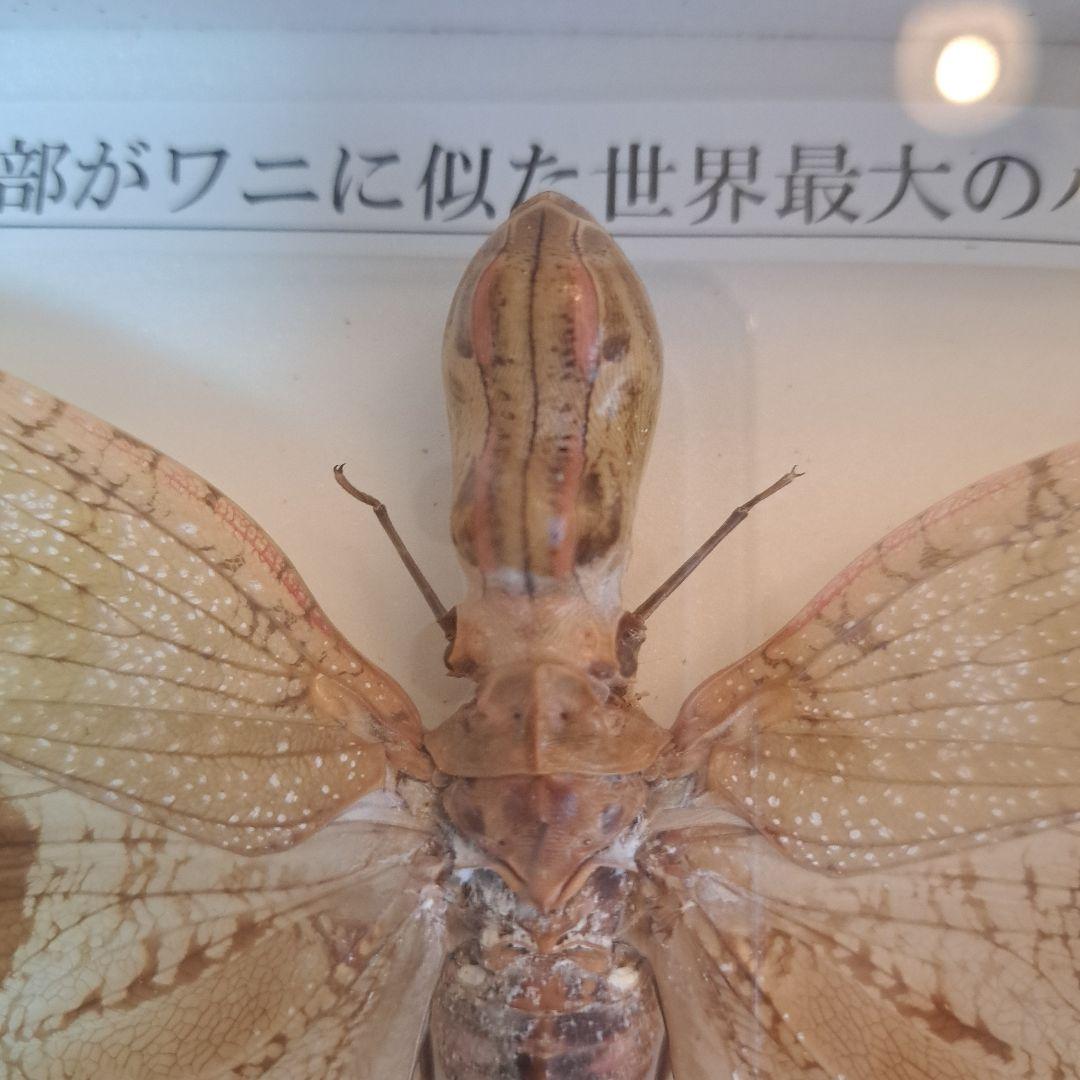 ユカタンビワハゴロモ 標本 - メルカリ