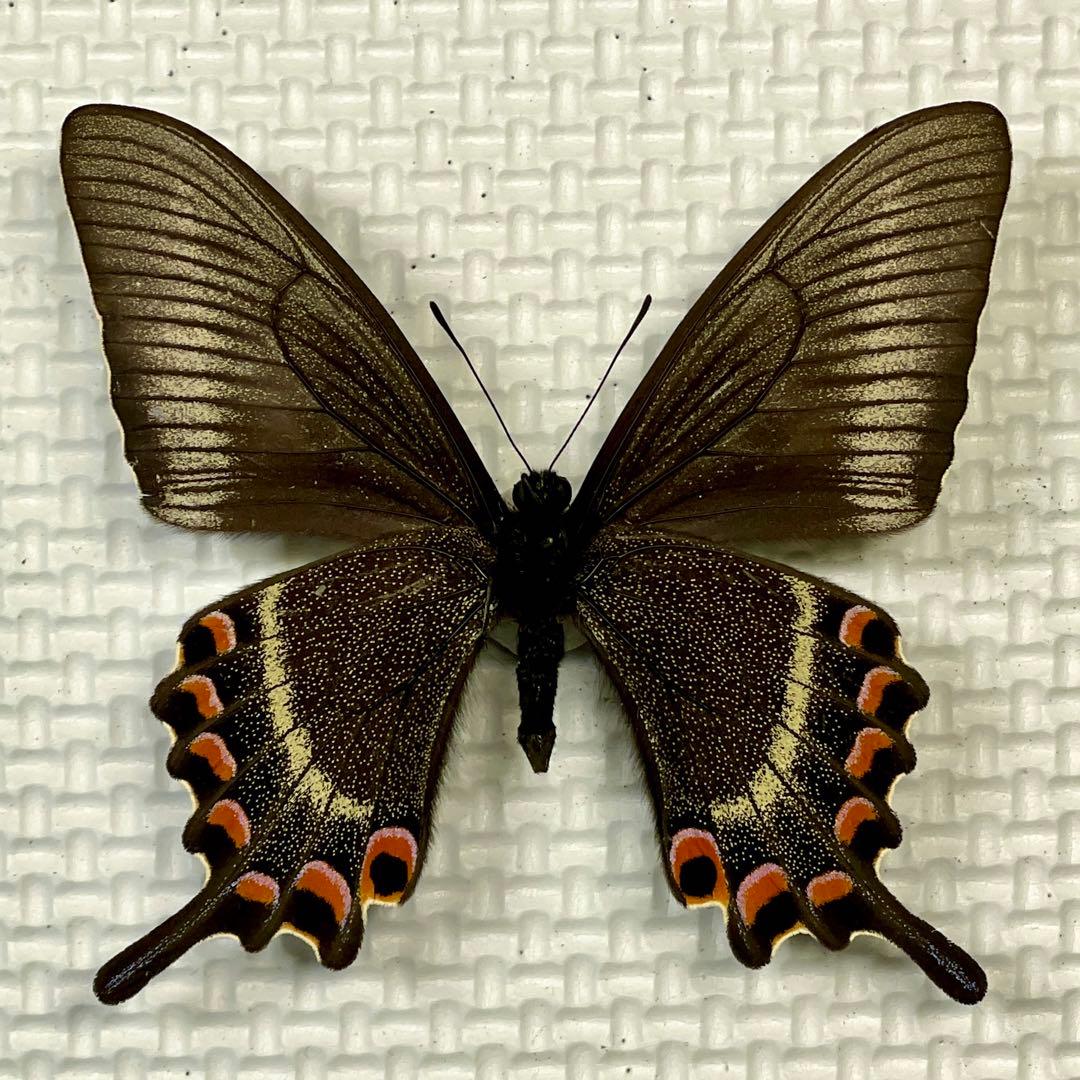 蝶標本 北海道産ミヤマカラスアゲハ春型♂ 採集品 後翅鮮やかな紅色