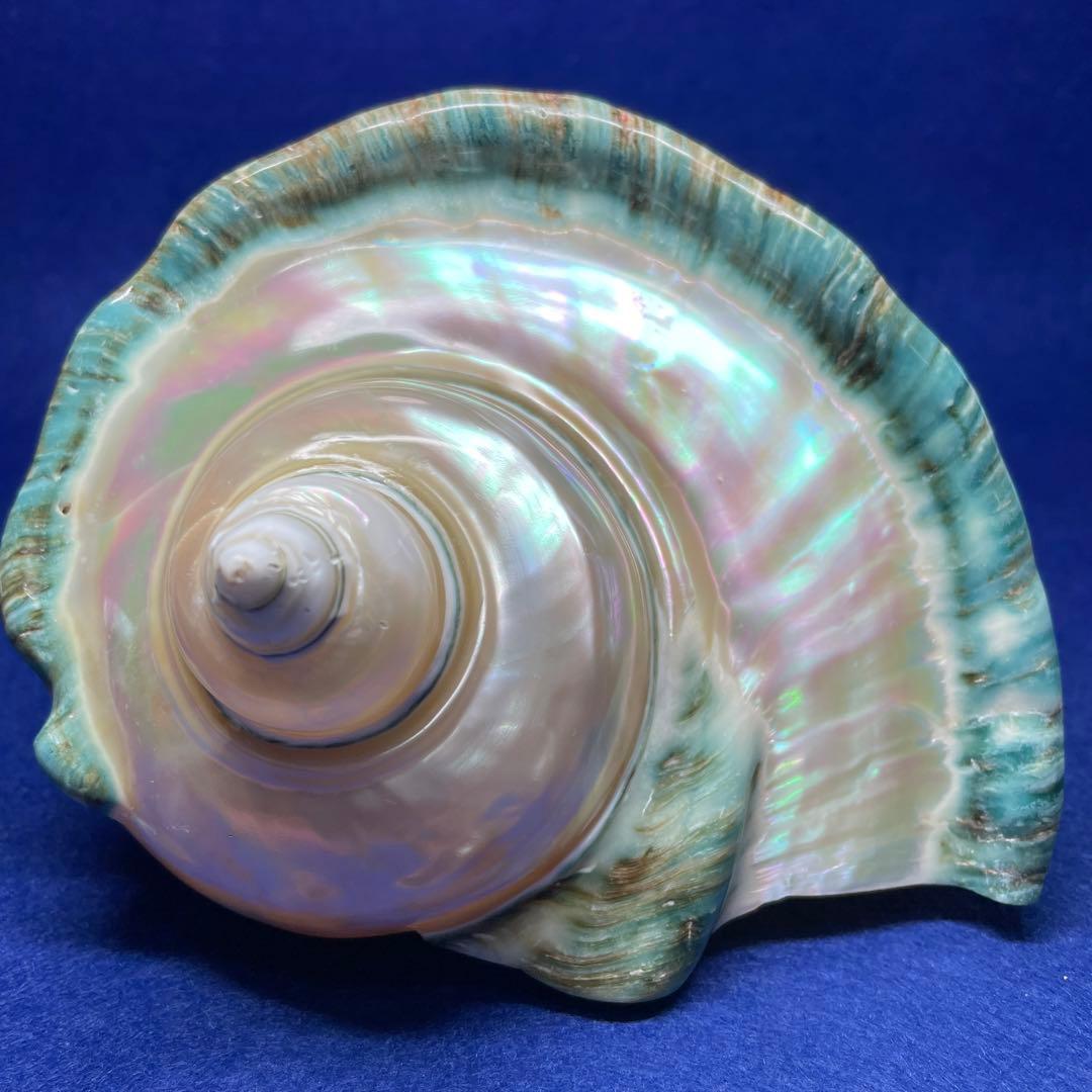 夜光貝 シェルランプ インテリア 飾り物 アクセサリー オブジェ