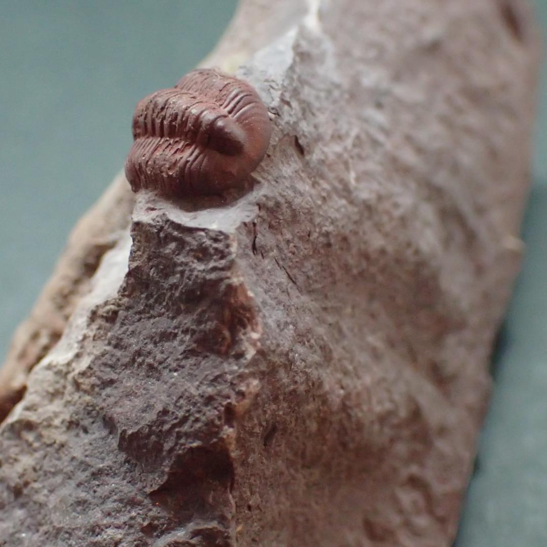 赤い三葉虫の化石 プロエトペルティス モロッコ産 本物保証 虫 の 化石