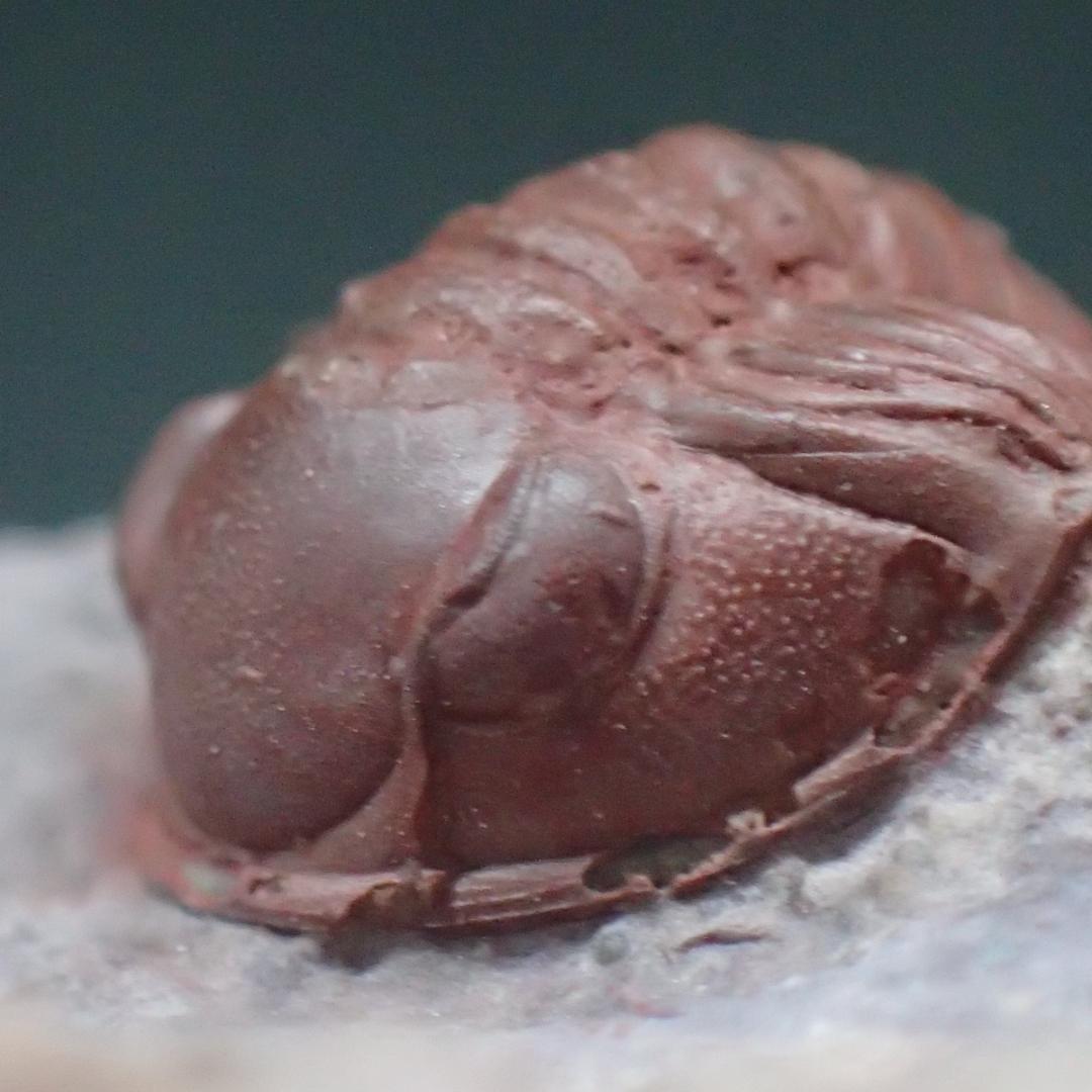 赤い三葉虫の化石 プロエトペルティス モロッコ産 本物保証 虫 の 化石