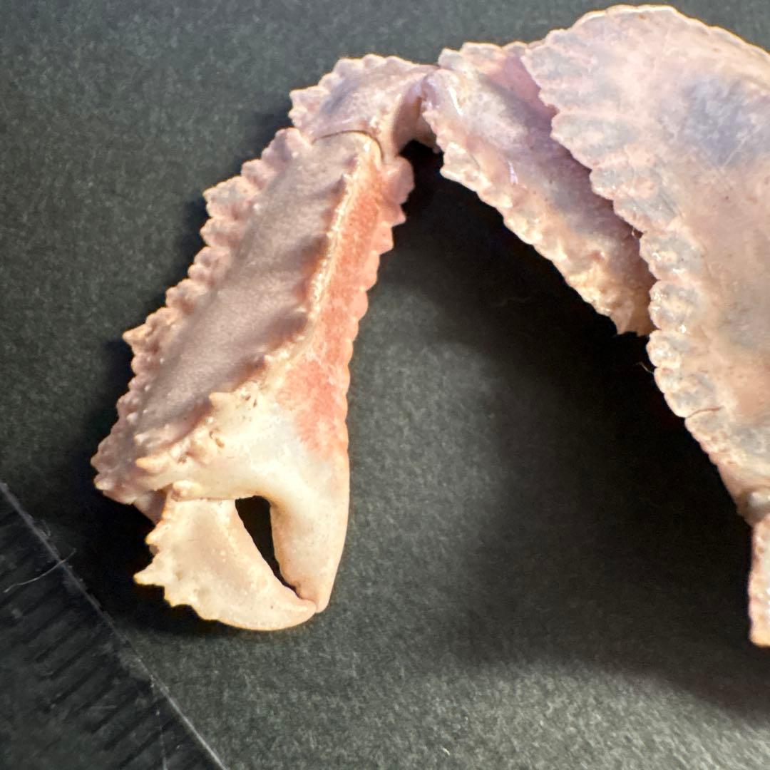 希少生物！？ 蟹 カニ 剥製 標本 カワリヒシガニ ヒシガニ系 甲殻類 自然