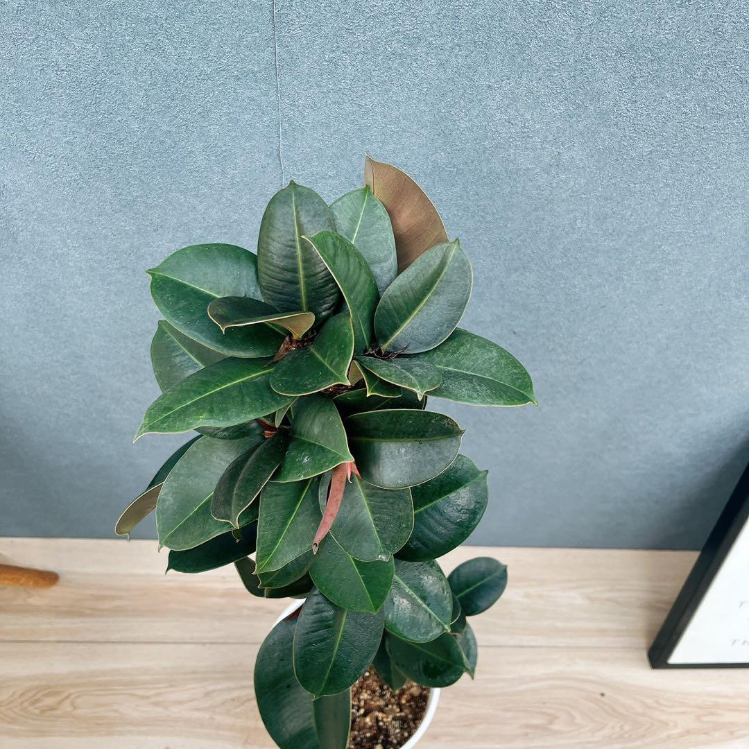 アメトーク DVD 1〜30巻＋特典1巻 アメトーーク DVD 特典DVD セット1