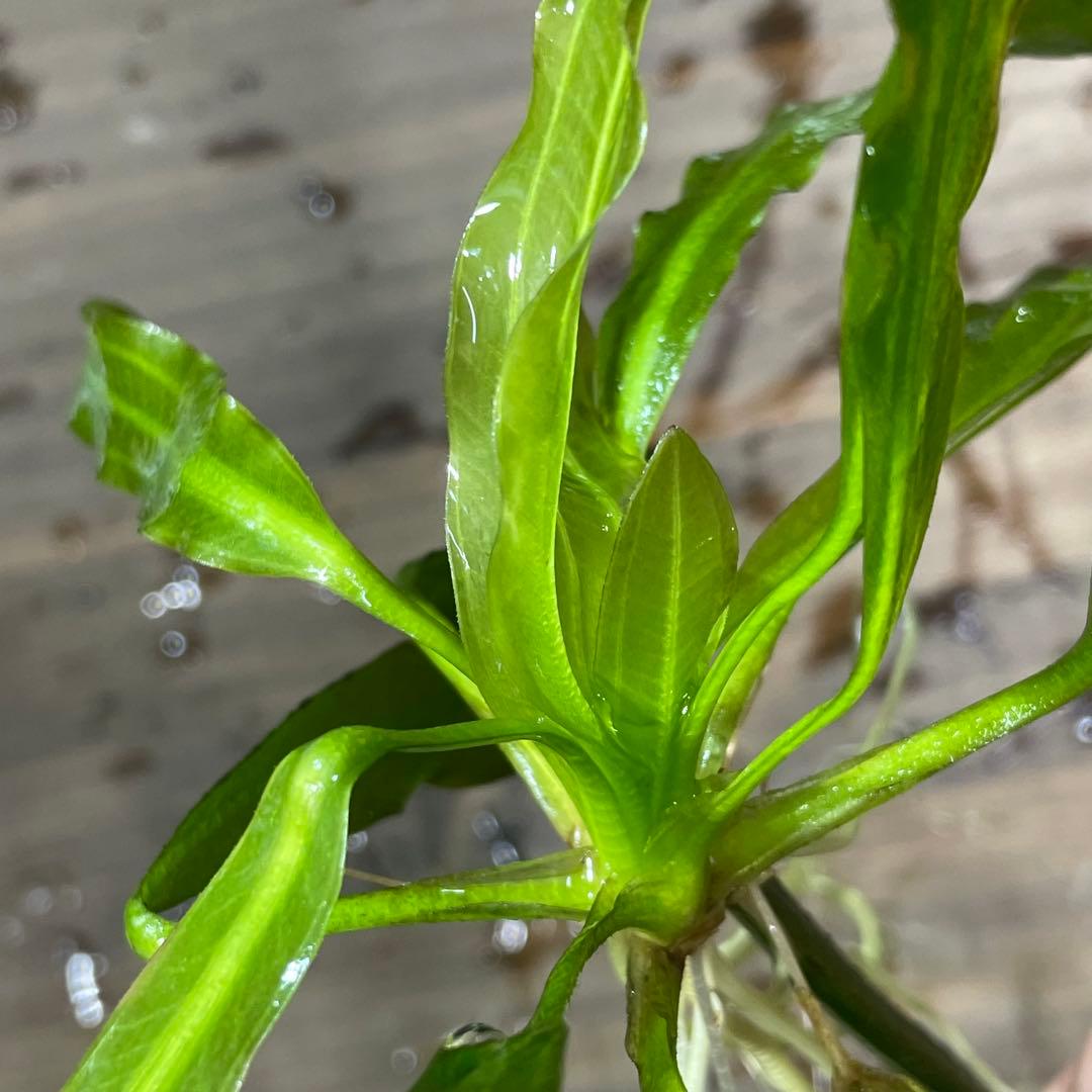 ニコ様専用 E.ホレマニーヴェルデ1株と座標軸1株のセット