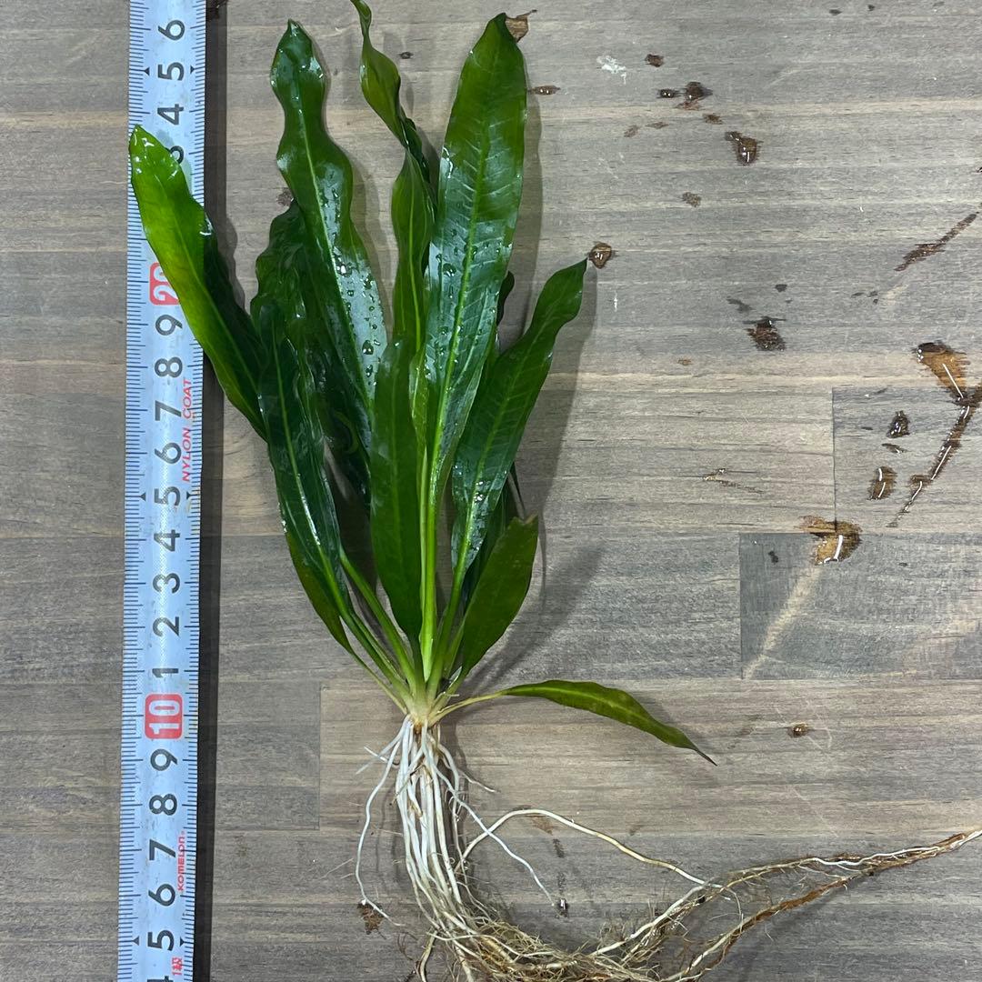 ニコ様専用 E.ホレマニーヴェルデ1株と座標軸1株のセット