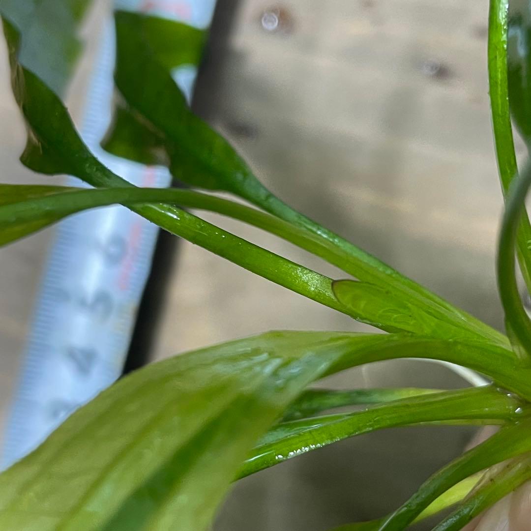 ニコ様専用 E.ホレマニーヴェルデ1株と座標軸1株のセット