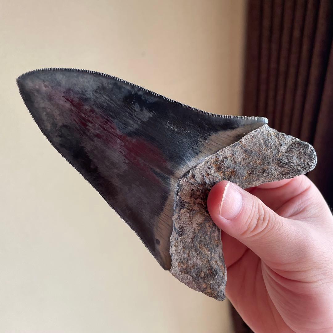 メガロドンの歯 化石 ジェムグレード 超希少カラー パワーストーン