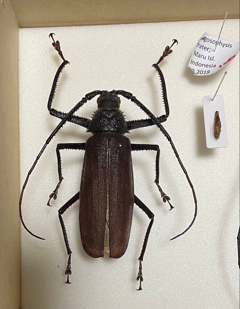 ウスバカミキリ　標本　マル島 ウスバカミキリ 標本 マル島 額入り昆虫標本 カミキリムシ