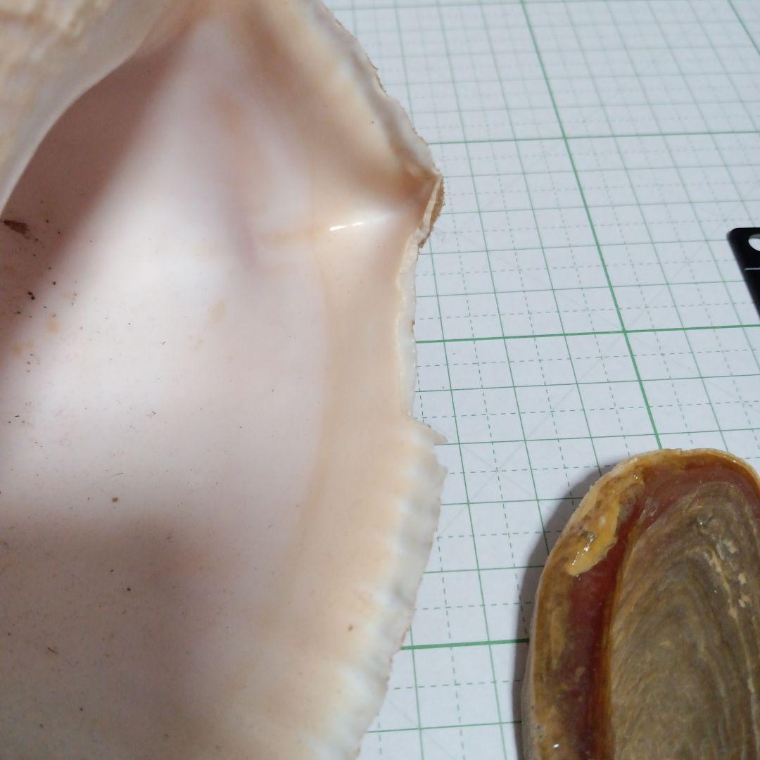 貝殻標本 テングニシ