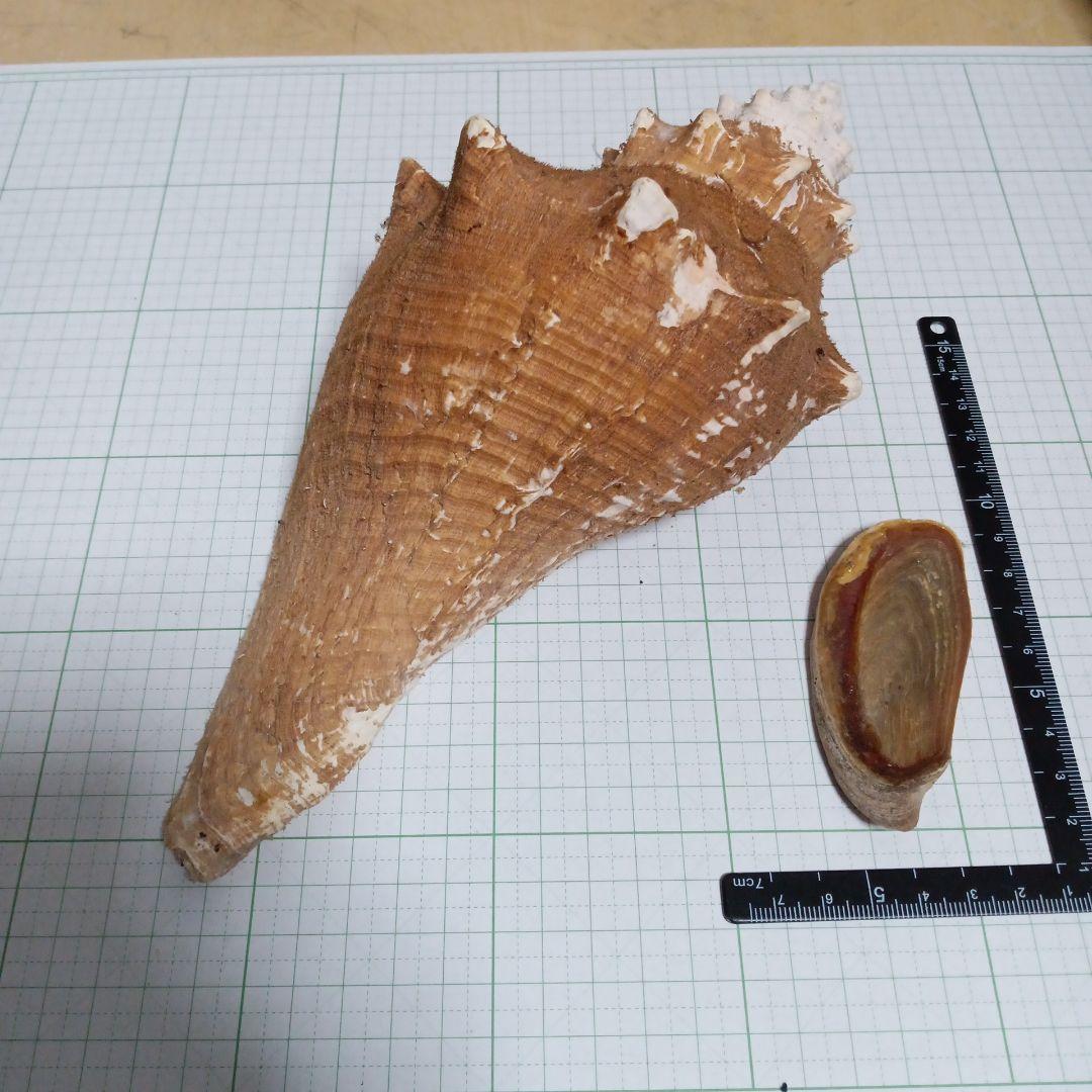 貝殻標本 テングニシ