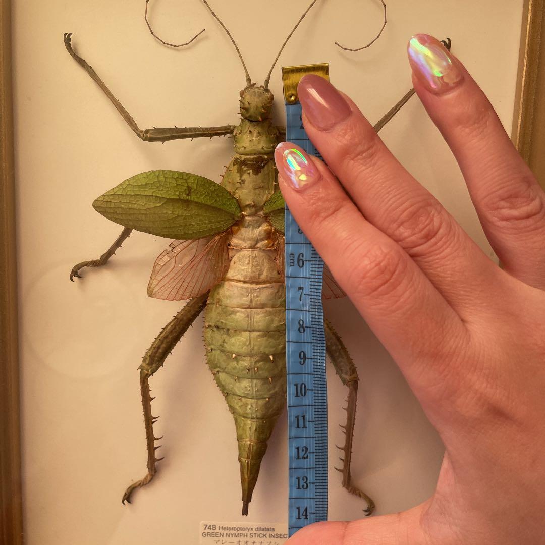 マレーシア剥製ヴィンテージマレーオオニフシ標本