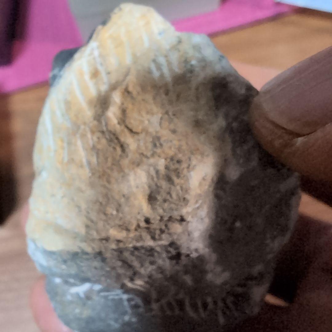 本物 デボン紀中期 三葉虫綱目 メタカンシナSP 化石 モロッコ - メルカリ