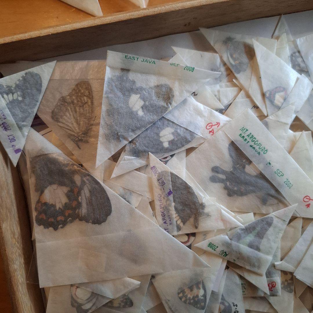 外国産蝶標本三角紙大量まとめてトリバネアゲハニシキオオツバメガ