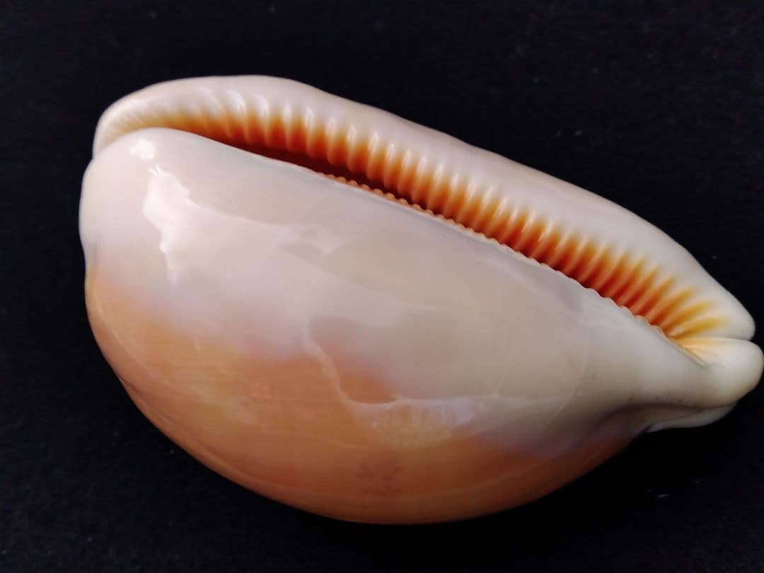 貝殻の標本 ナンヨウダカラ（タカラガイ科）