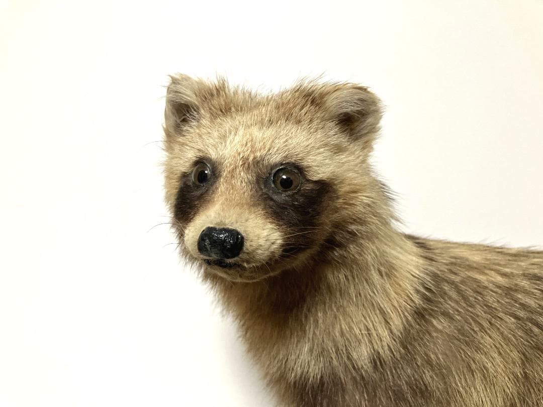 狸の剥製：種の保存法に該当しない動物 - メルカリ