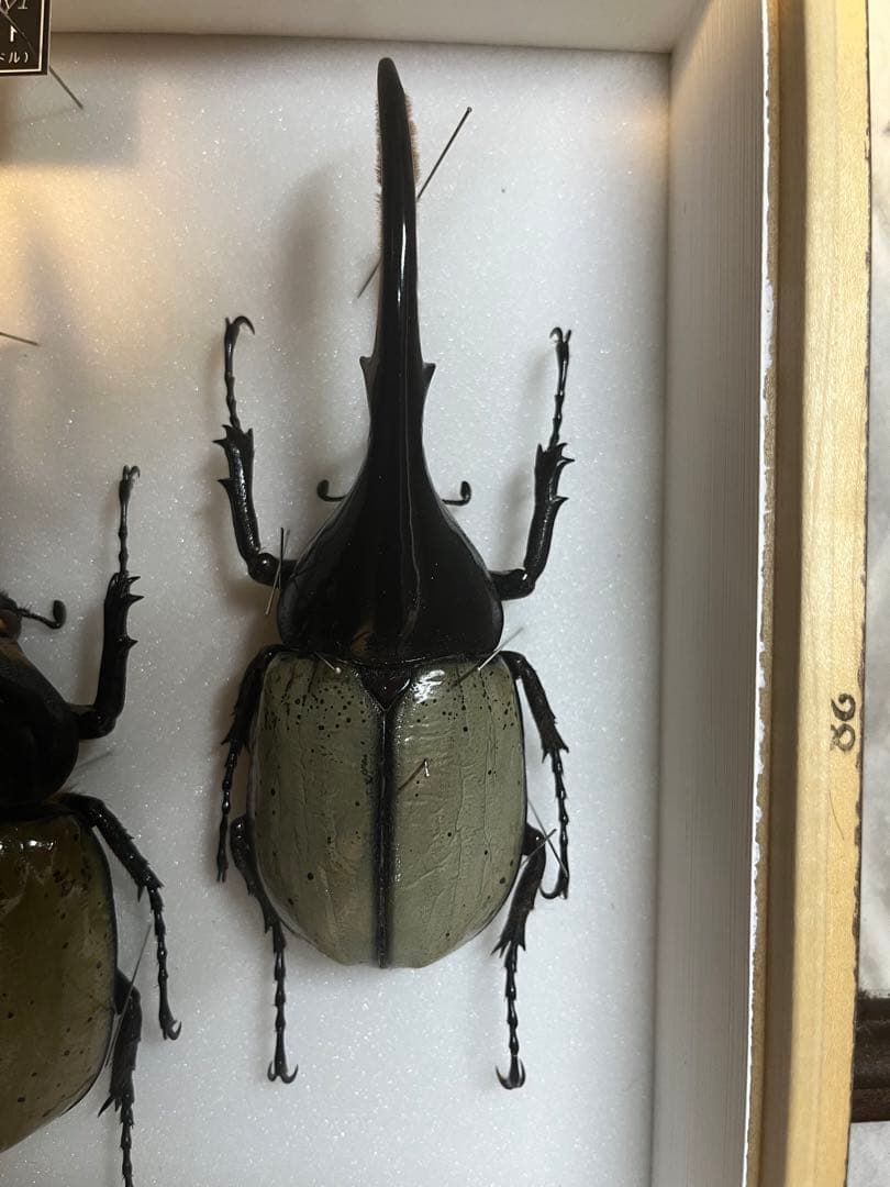 北大路魯山人 魯山人 織部俎皿 大皿 魯山人写 魯卿 ロ散人 夢卿 福田大観