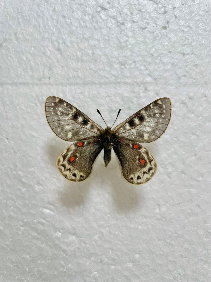 パルナシウス・アッコ・ゴエルグネリ（チベット産、オス） パルナシウス・アッコ・ゴエルグネリ（チベット産、オス）