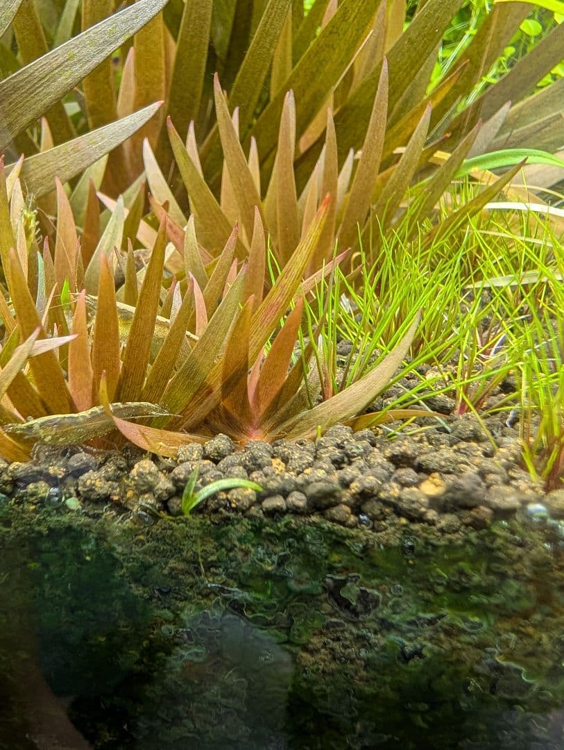 メルカリ便 クシリスSPレッド水中葉子株1株 水草 ADA 水