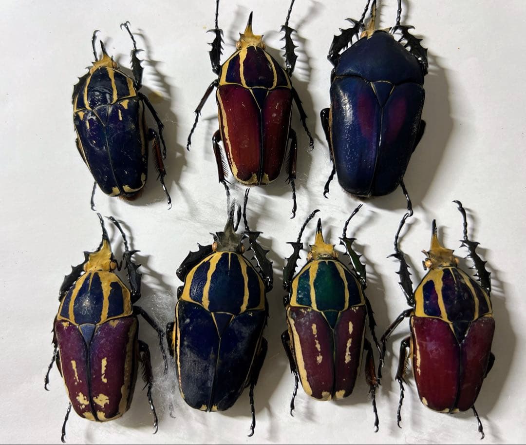 コンゴDR南部産 ポギーオオツノカナブン 81mm