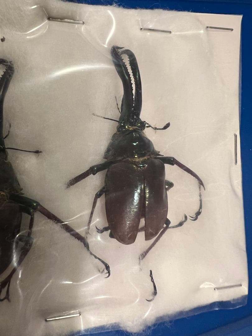 希少】ホロメタリクス チリクワガタ 標本 コガシラクワガタ セット