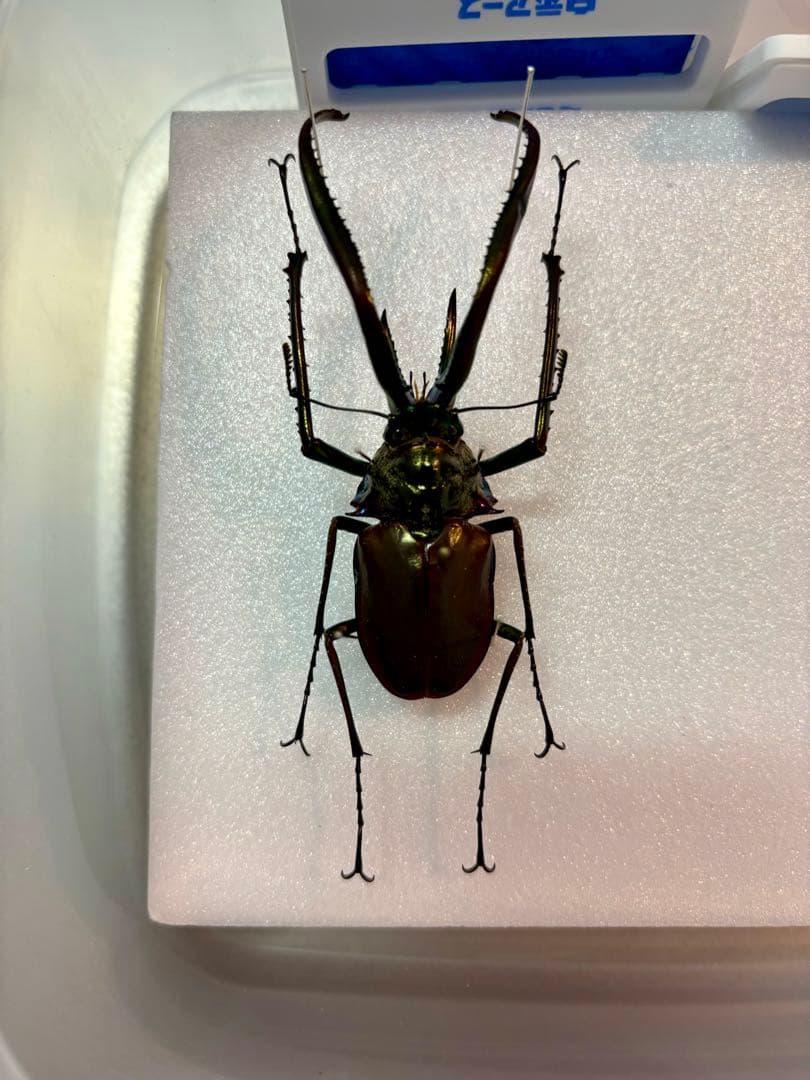 グラントチリクワガタ 展足済み標本
