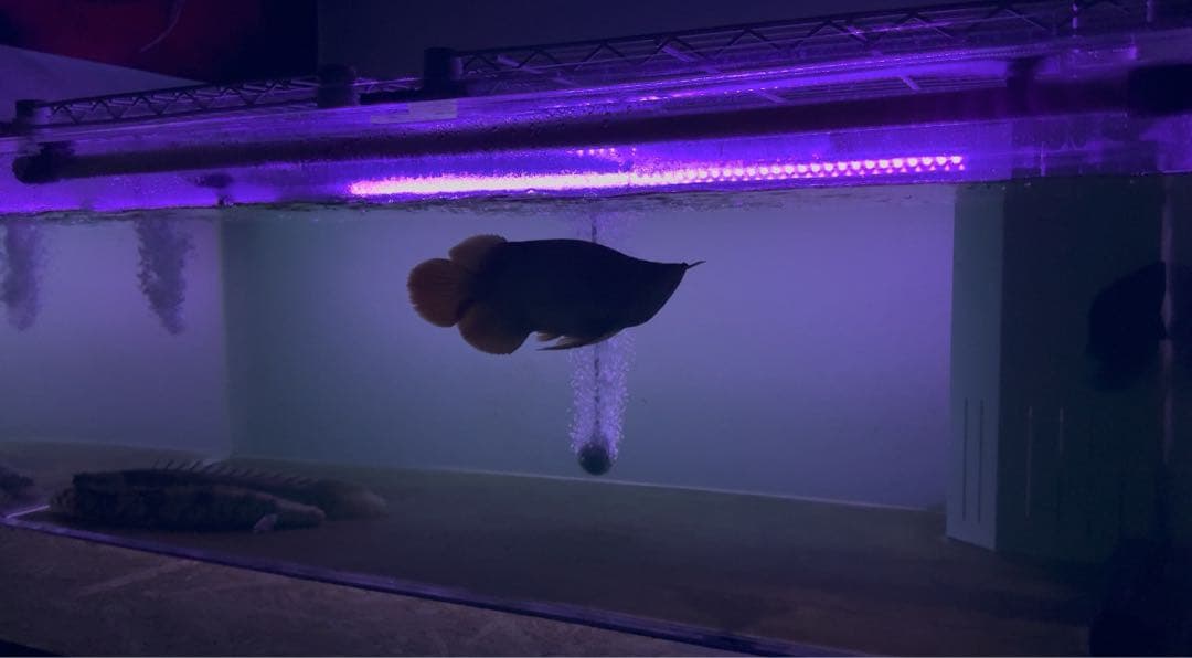 シ*ウ様 でんらい製 紫熟龍灯 （ナイトメロー/UV100A）アロワナ