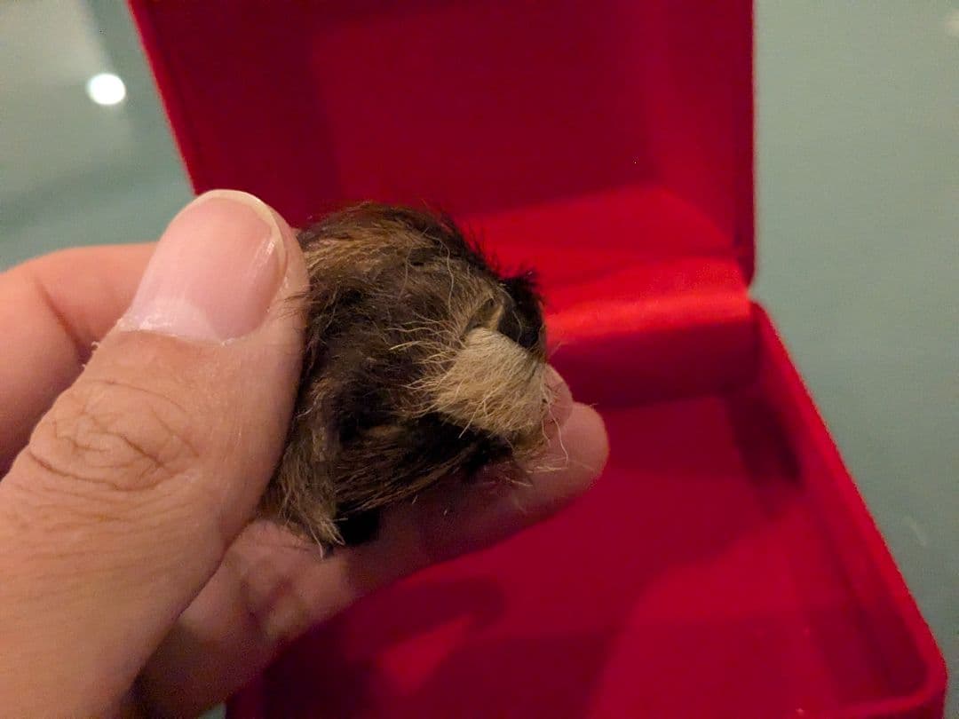 激レア！】タイのお守りプラクルアン！タイガーアイ？箱付き！幸運&金