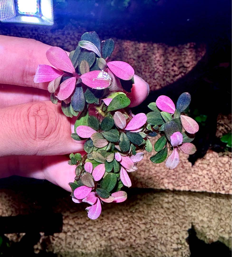 水草 ブセファランドラsp. ピンクバリエガータ斑入りアウトレ