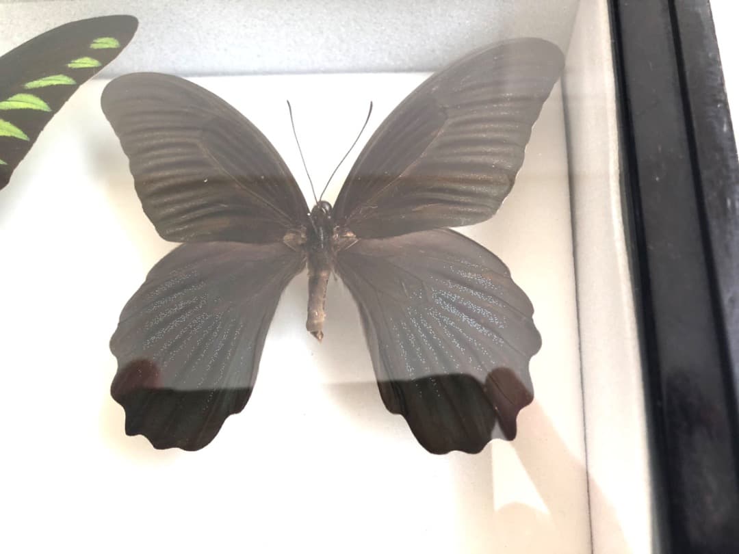 大型 ドイツ箱・昭和41年印・当時物】蝶 大型 標本 レア 貴重