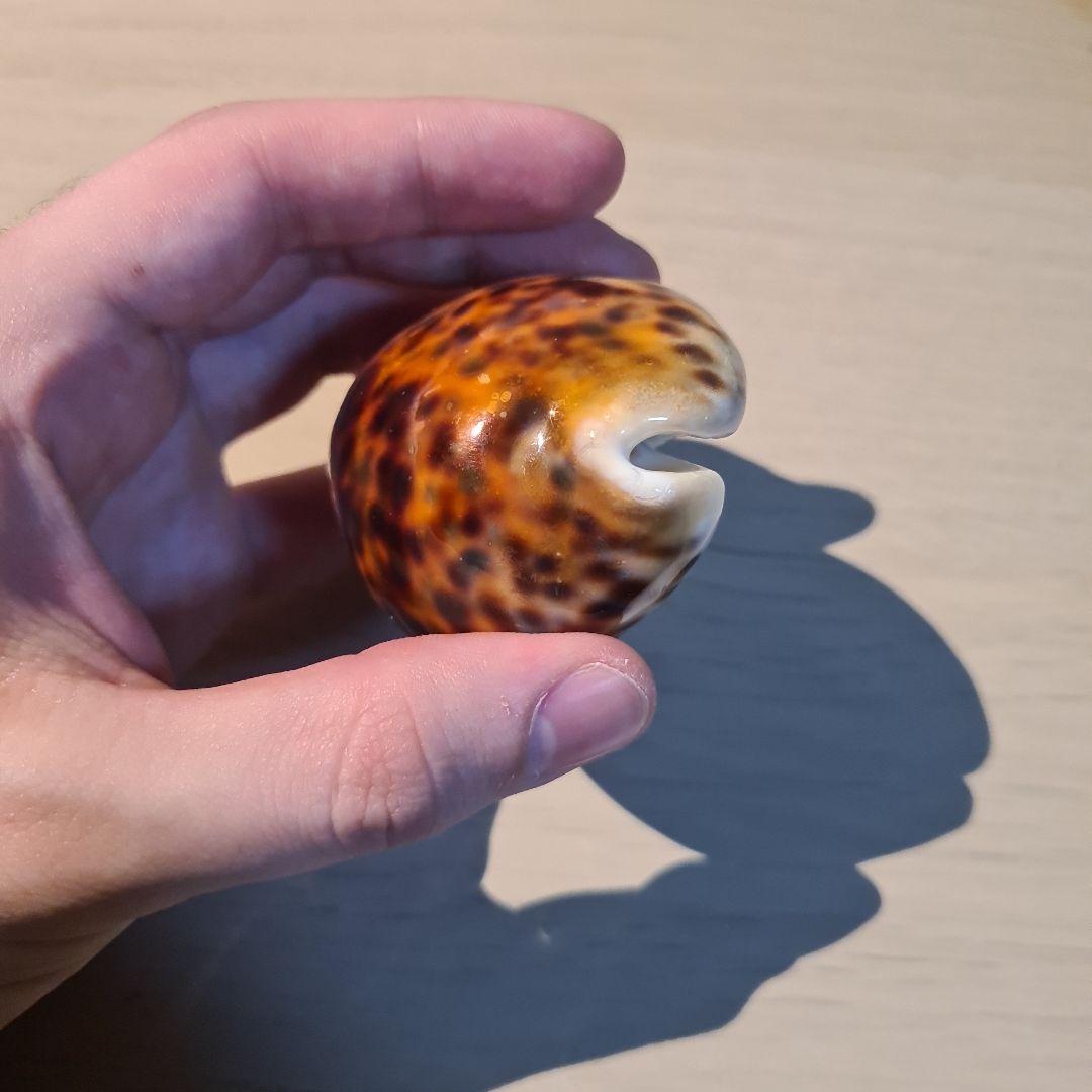 タカラガイ 貝殻 Tigris Rusty” タイガーパータン