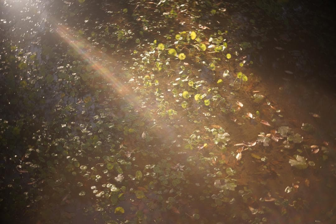 限界値下げ！Som Berthiot Cinor 50mm f3.5 M改 銘玉 - メルカリ