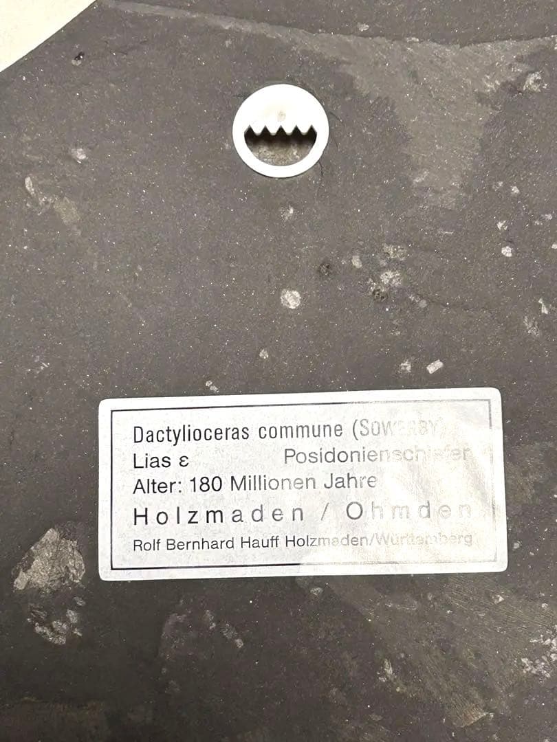 新品1億8000万年前アンモナイト化石2点 ドイツホルツマーデンハウフ化石