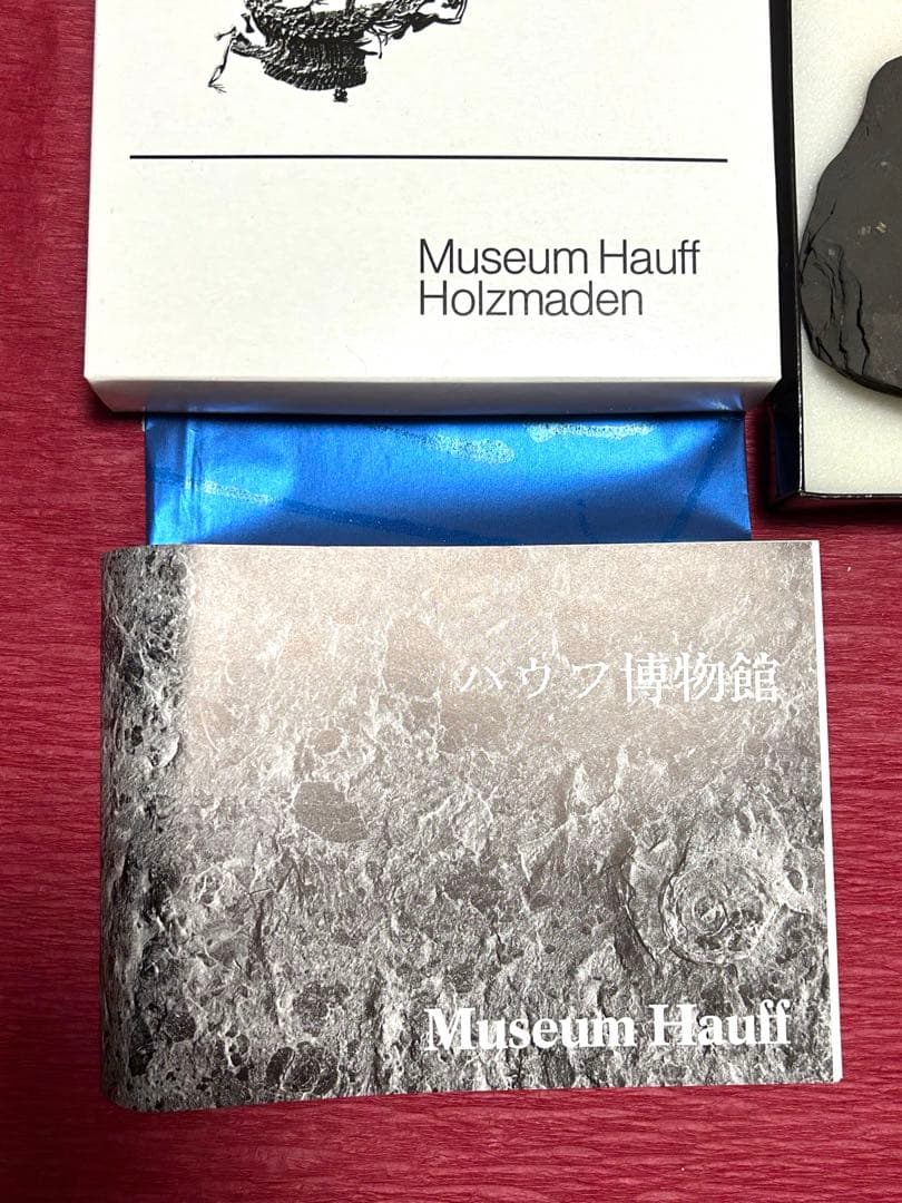 新品1億8000万年前アンモナイト化石2点 ドイツホルツマーデンハウフ化石