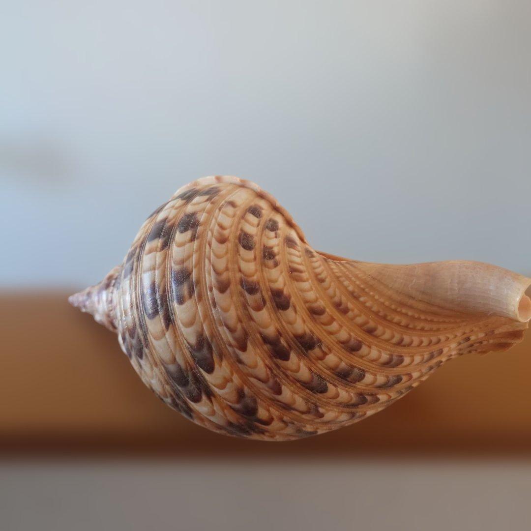 法螺貝 天然 笛 置物 ホラ貝 楽器 ほら貝
