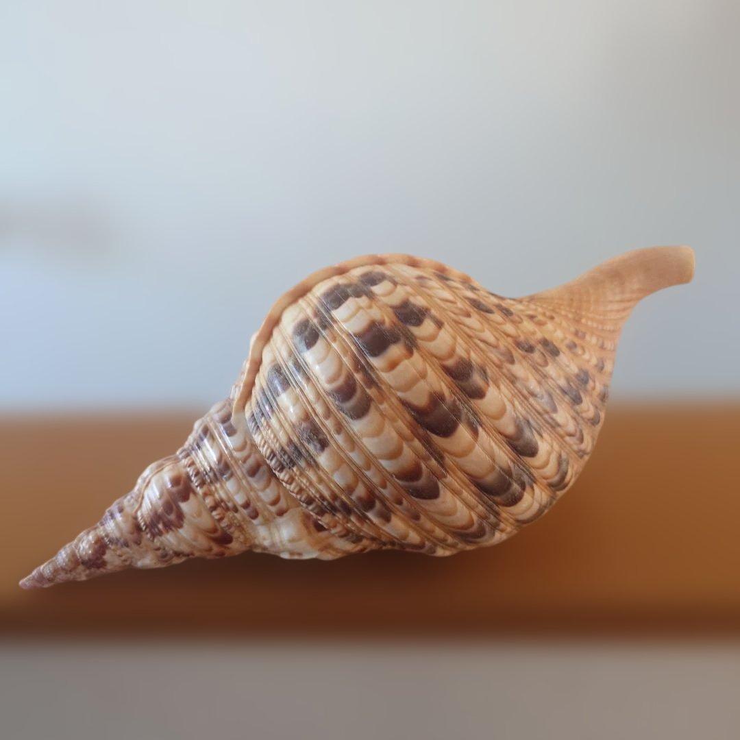 法螺貝 天然 笛 置物 ホラ貝 楽器 ほら貝