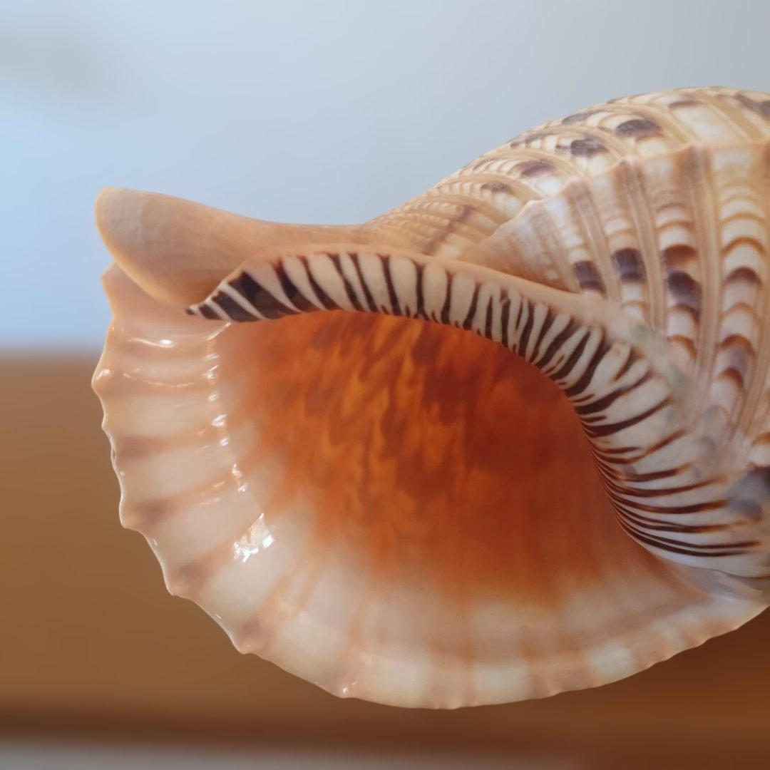 法螺貝 天然 笛 置物 ホラ貝 楽器 ほら貝