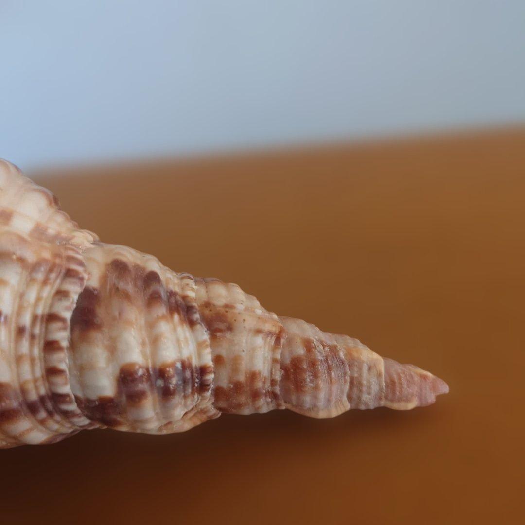 法螺貝 天然 笛 置物 ホラ貝 楽器 ほら貝