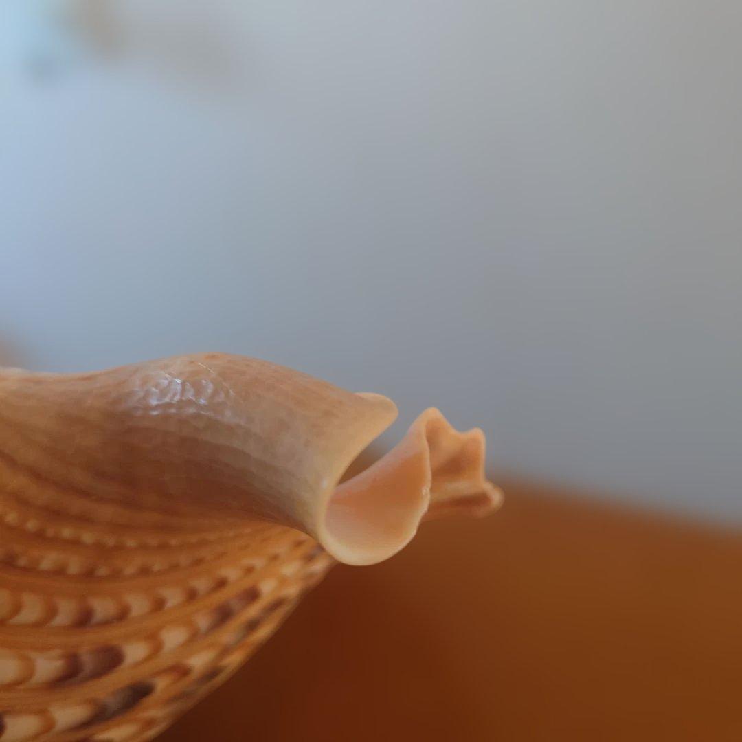 法螺貝 天然 笛 置物 ホラ貝 楽器 ほら貝