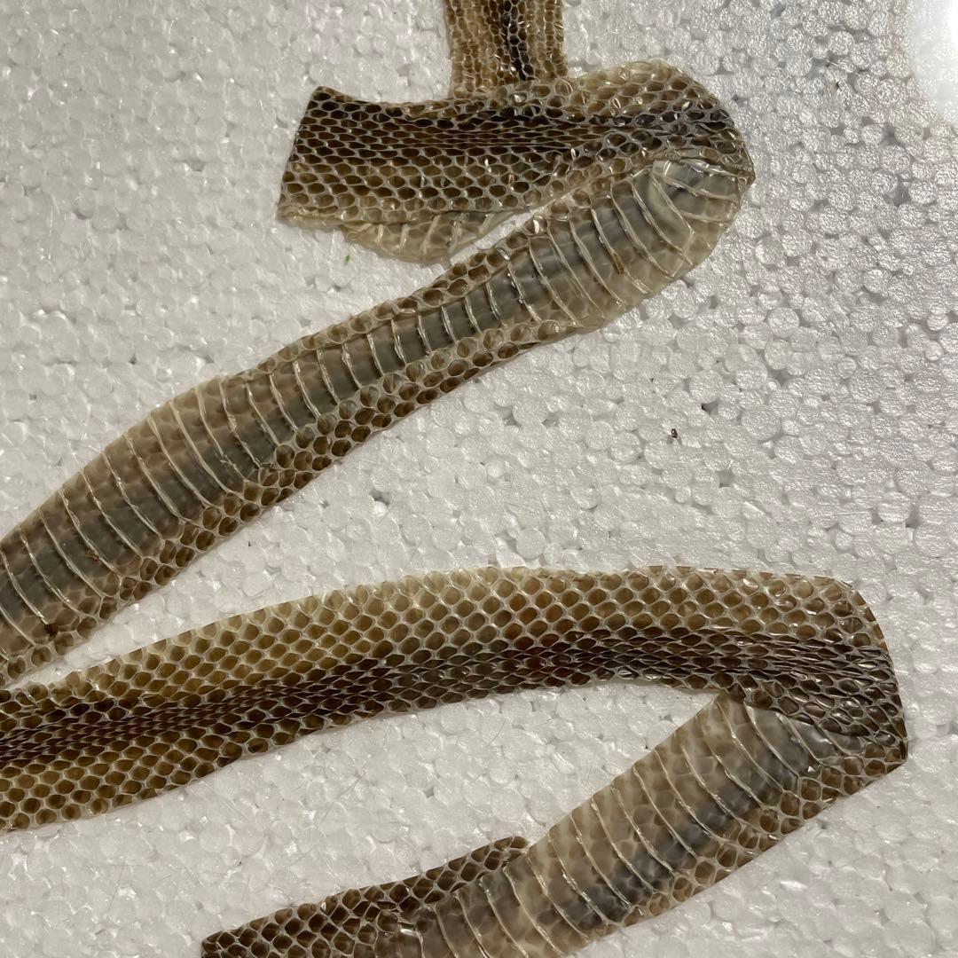 蛇 巳年 シマヘビ全長100cm 抜け殻 破れなし 商売繁盛 寿 運気上昇 金運